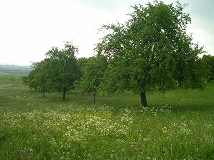 Streuobstwiese