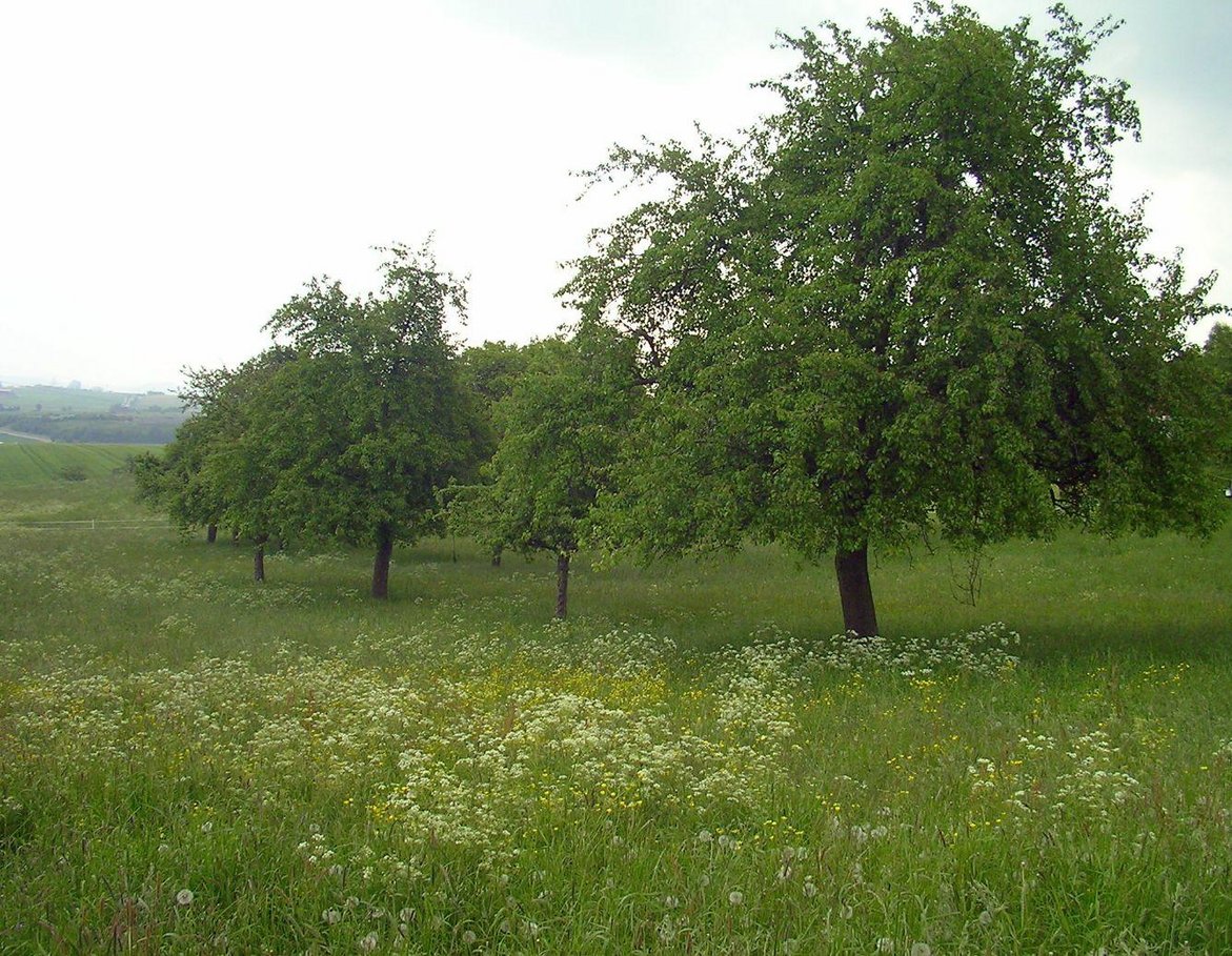 Streuobstwiese