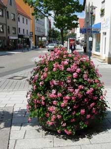 Blumen in der Marktstraße
