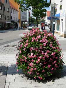 Blumen in der Marktstrae